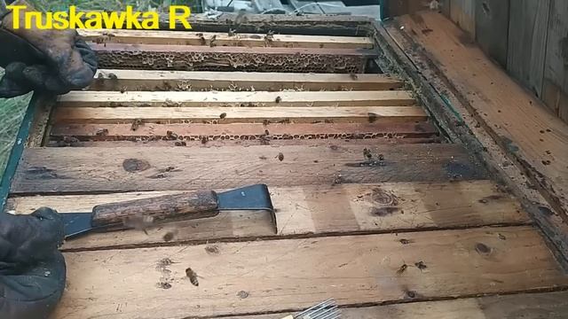 #Пчёлы осенью. Нюансы  сокращения семей и закормки пчёл на пасеке. С чем это связано Зачем сокращат смотреть онлайн