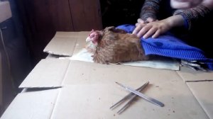 Болезни кур.Удаление опухоли глаза у курицы
