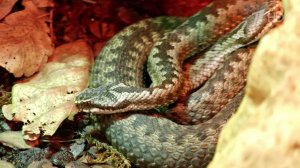 В Московском регионе отмечено небывалое нашествие ядовитых змей