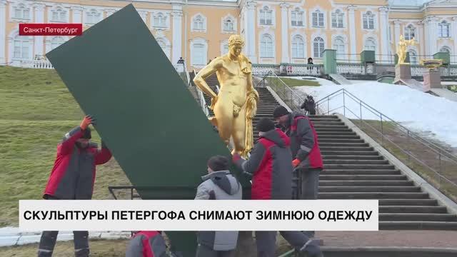 Скульптуры Петергофа снимают зимнюю одежду
