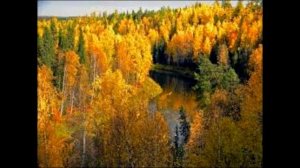 Шумела тайга( 1 вариант )