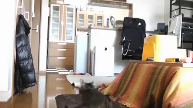 Кот вратарь... Кот отлично ловит мяч))) смотреть онлайн