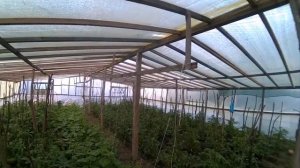 как спасти теплицу от жары