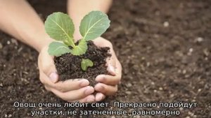 Какую почву любит капуста