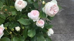 My Romantic Roses Collections || First flushes June 2022 || PNW zone 8A || Part 1