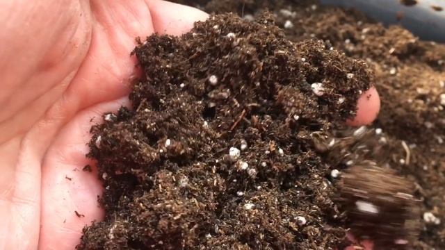 Общие правила выращивания рассады овощей смотреть онлайн