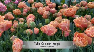 Tulip Copper Image | Time4Tulips.com