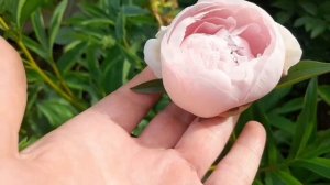 4. Цветение моих пионов 2022г.