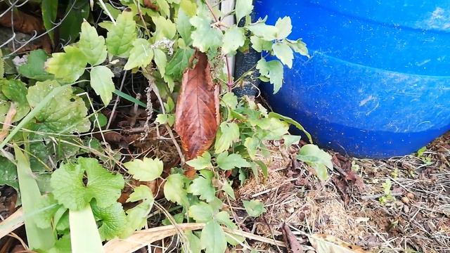 БЕЗ МОНТАЖА 4. УЛИЧНЫЙ СКЛАД. ГАДОПЯТИКНА смотреть онлайн