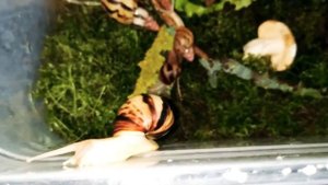 Занзибарика Чехи,Ираделии Занзибарика или чьи это гибриды??. Споры продолжаются.