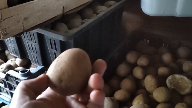 Как приготовить картофель для посадки смотреть онлайн
