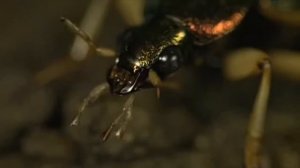 Версус! Жужелица - убийца муравьев и лягушек. Жужелица против мангуста