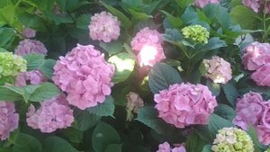 Гортензия.Хлороз и другие болезни.Как определить. #гортензиякрупнолистная