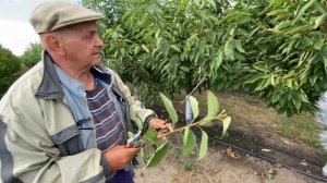Маточно-черенковый сад. Окулировка на Манжурском персике, ВВА-1, ВСЛ-2