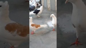 Армянские голуби кудули двухчубые #бойные #голуби #pigeon