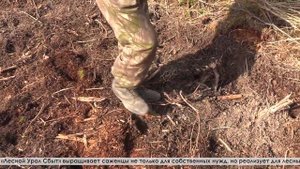 Молодые сеянцы сосны и ели ждут своего часа для высадки в теплицах предприятия «Лесной Урал Сбыт»