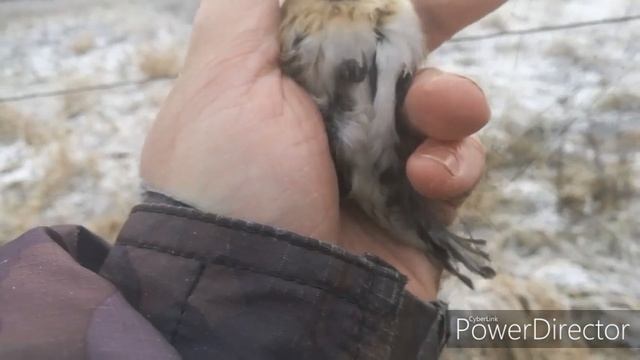 Безмятежная ловля певчих птиц. Щеглы, Клесты. 24.11.2019. смотреть онлайн