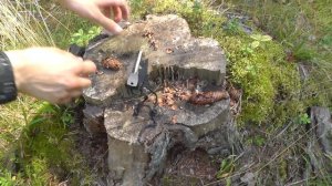 Трут для костра: ведьмины волосы (уснея бородатая)