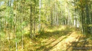 охота на рябчика с манком! новый способ.