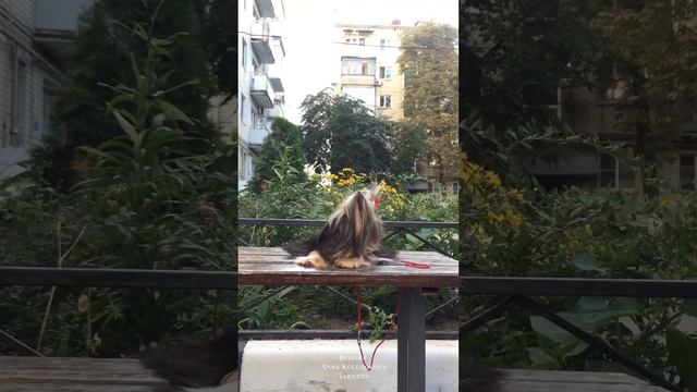 Мини йорк 1.5 кг продаётся. Доставка в другие города смотреть онлайн