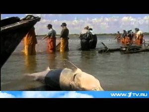 Запрет на промышленный лов осетровых в Каспии продлен ещё как минимум на год