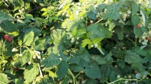 Плодоношение ремонтантной малины Жар птица.