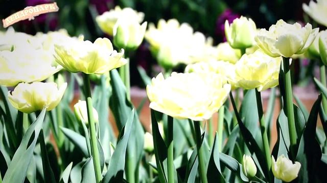 Парад тюльпанов смотреть онлайн