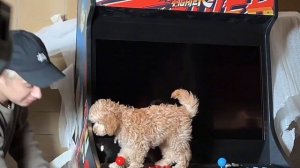 Vlog: 3 дня в Питере/ путешествую с собакой