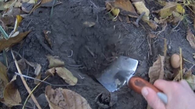 Как САМОМУ Вырастить ГРЕЦКИЕ ОРЕХИ ИЗ ОРЕХА Самый дешевый способ