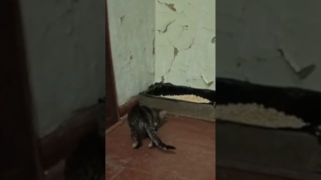 Маленький котик играть хочет)))