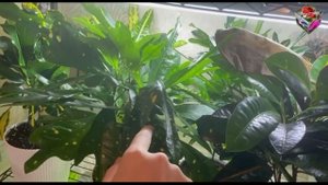 ЦВЕТЕНИЕ КРОТОНА позволить нельзя оборвать. Как выглядят мужские, женские и гермафродитные цветонос