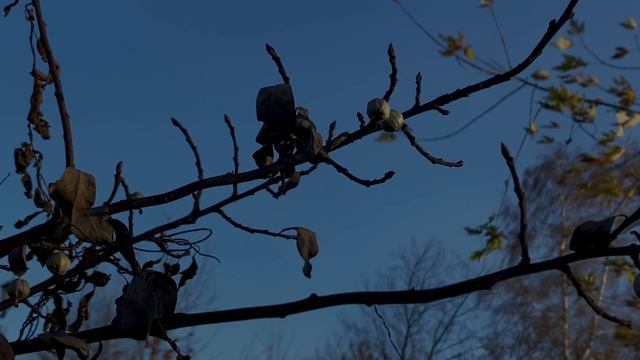 Экология большого города го Мытищи Андрис Александра 14 лет МБОУ Лицей 34 8В класс