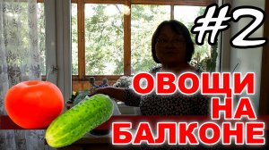 Выращиваем овощи огурцы и помидоры на балконе. Эксперимент - #2