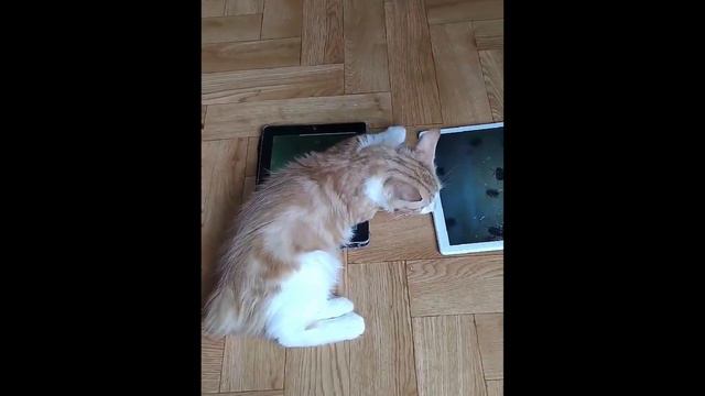 КОТЯТА ИГРАЮТ НА ПЛАНШЕТЕ. Рыжие братцы курбобики смотреть онлайн