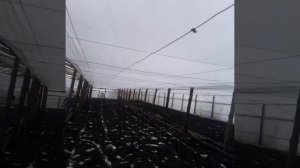 Как прикрепить второй слой Агроволокна (пленки )в теплице