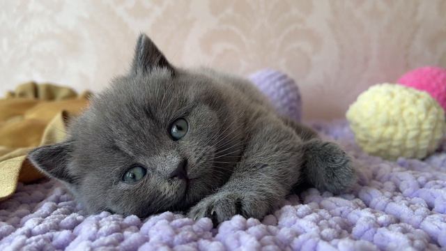 We have a little Cheshire cat 😻 Gothita British shorthair kitten 4 weeks смотреть онлайн