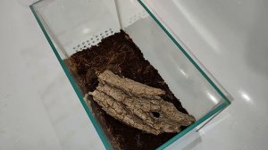 Пересадка паука-птицееда pterinochilus murinus