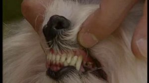 Мальтийская и болонская болонка (болоньез)