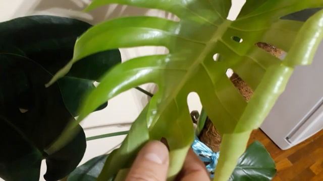 #комнатныерастения #монстера  / Монстера ( лат. monstera). Окончательное раскрытие молодого листа