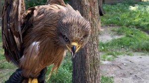 Видеолекции о птицах: Чёрный коршун