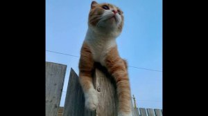 Бульвар - Глупая девчонка