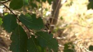 Do Copper Nails Actually Kill Trees?