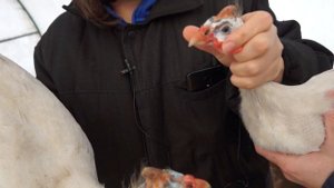 Цесарка самец! Как отличить. Утренняя управа // Юлия Артуровна