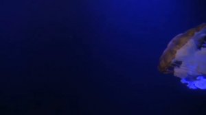 Breathtaking Jellyfish Aquarium ~ Relaxing Music for Sleep, Meditation & Yoga • 3 HOURS