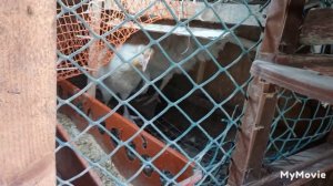 рубим петухов