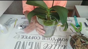 СУХАЯ ГНИЛЬ: ОРХИДЕЯ РАЗВАЛИВАЕТСЯ на ГЛАЗАХ / Самая страшная болезнь орхидеи / Ищем ЛЕЧЕНИЕ орхиде