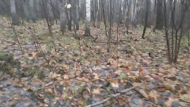 Собираем ОПЯТА  копчёные. 1 ноября.