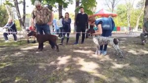 Выставка собак, СУКИ ПОБЕДИТЕЛЬ НКП курцхаар,  описание курцхаар, собака породы курцхаар