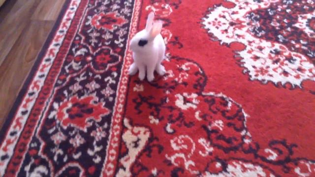 Смешное видео! Кролик играет в догонялки/funny rabbit смотреть онлайн