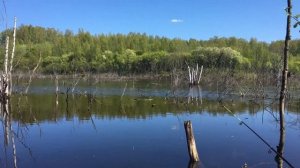 ДИКИЕ МЕСТА | МУРИНО |Рыбалка